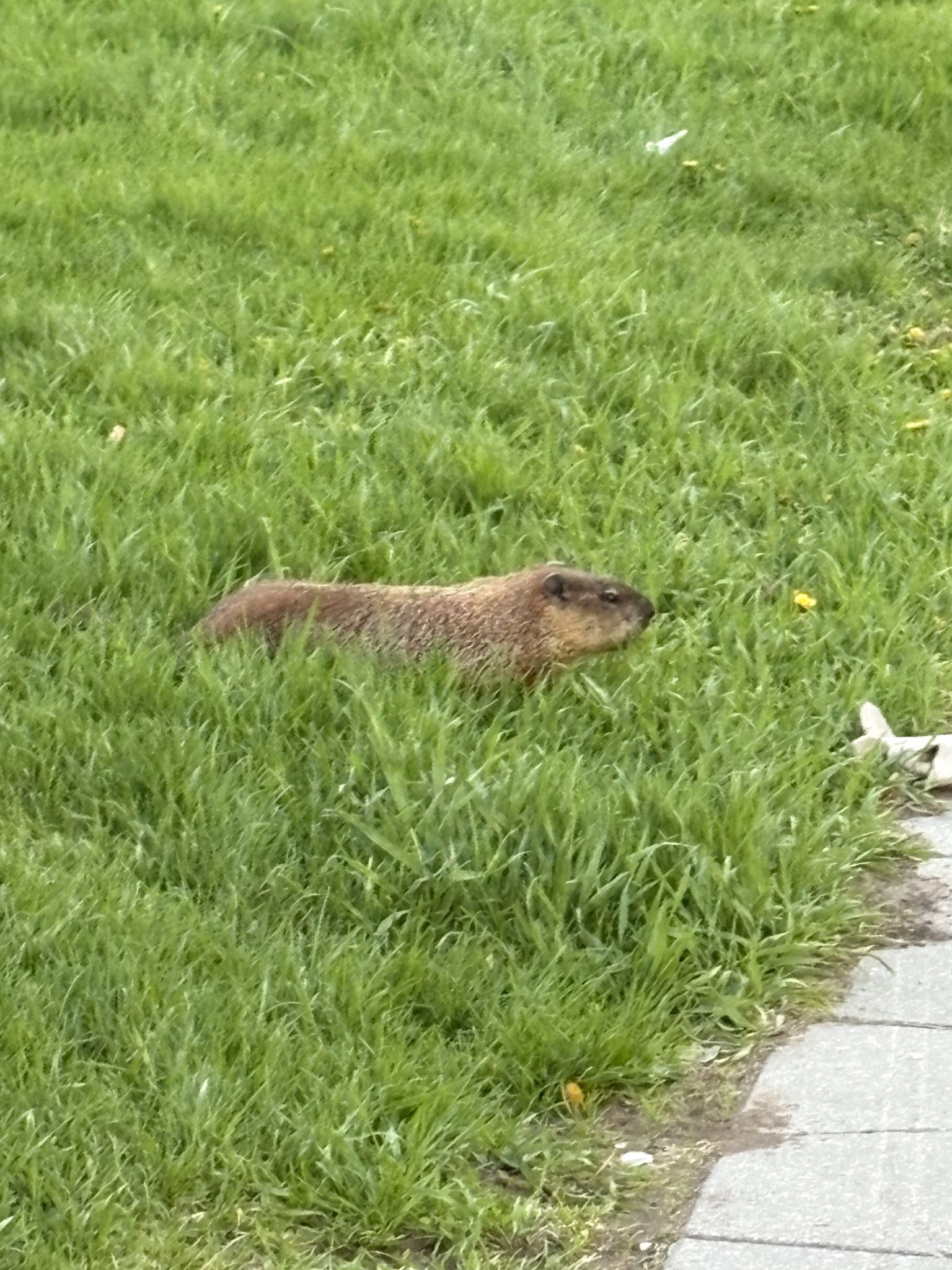 Groundhog