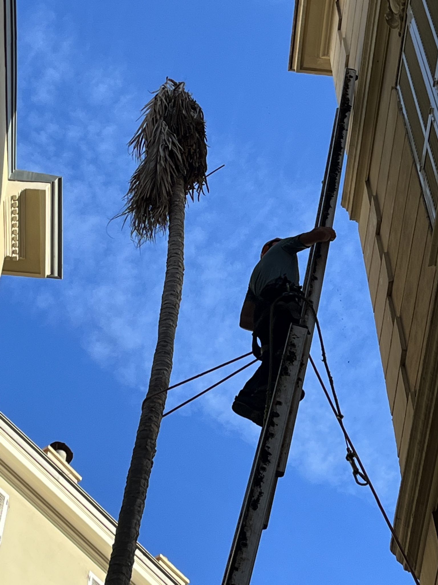 Mardi 27 septembre 2022, Monte-Carlo Paysages est intervenu, en plein cœur de Monaco, pour abattre un palmier menaçant de s’effondrer. L’opération était d’autant plus périlleuse que, face à son ampleur, aucune autre entreprise ne souhaitait assumer ce risque – seule Monte-Carlo Paysages s’est portée volontaire.
