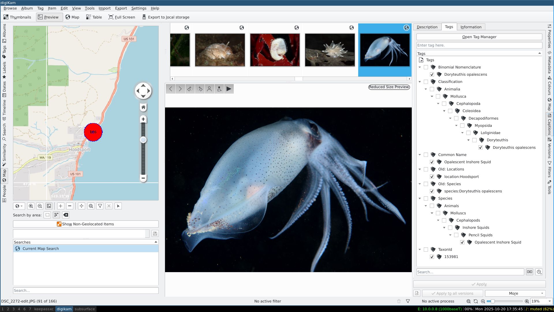 Digikam view showing map selection, preview of a squid photo, and the species tags for the photo. 