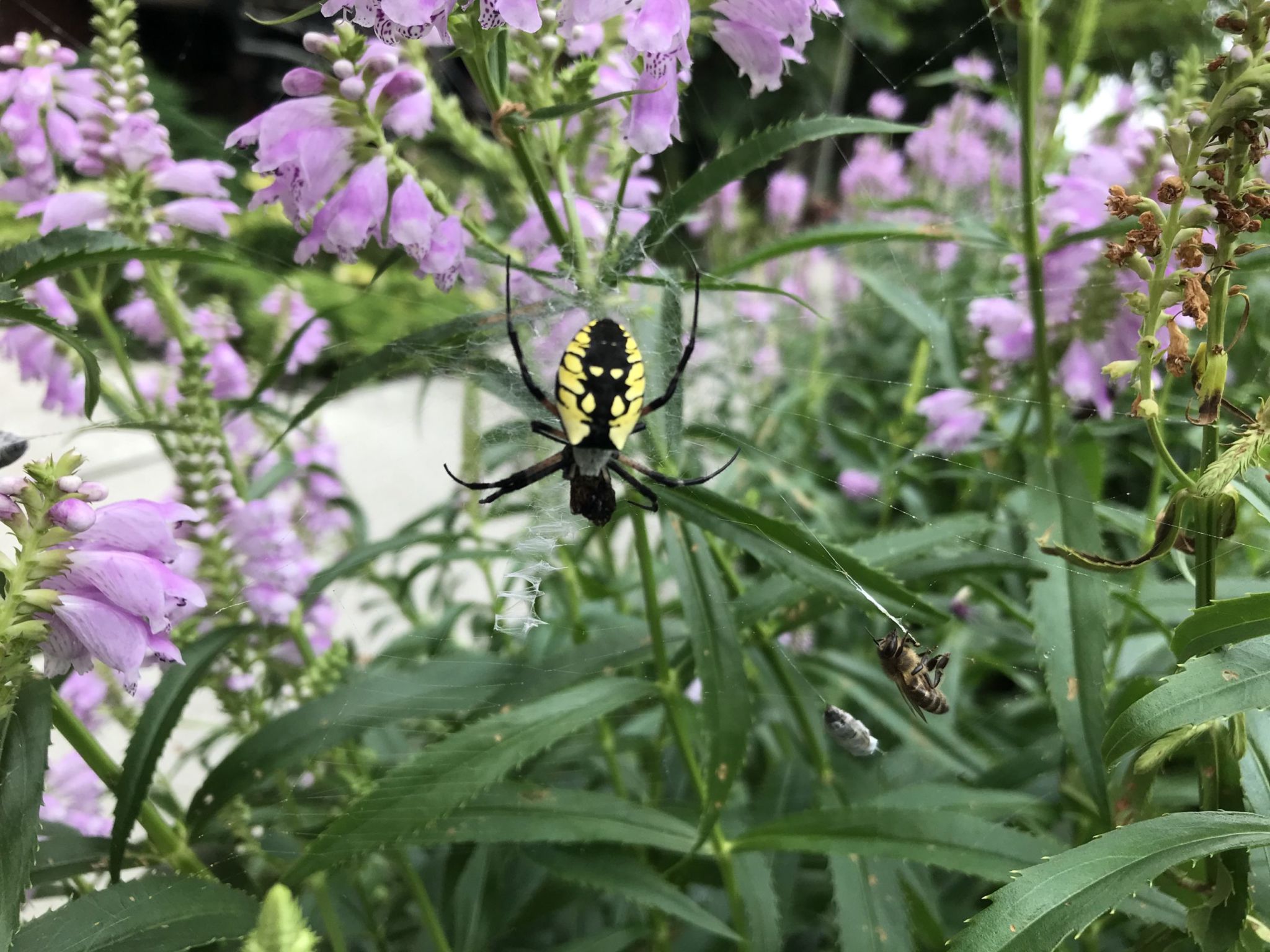 Yellow Garden Spider