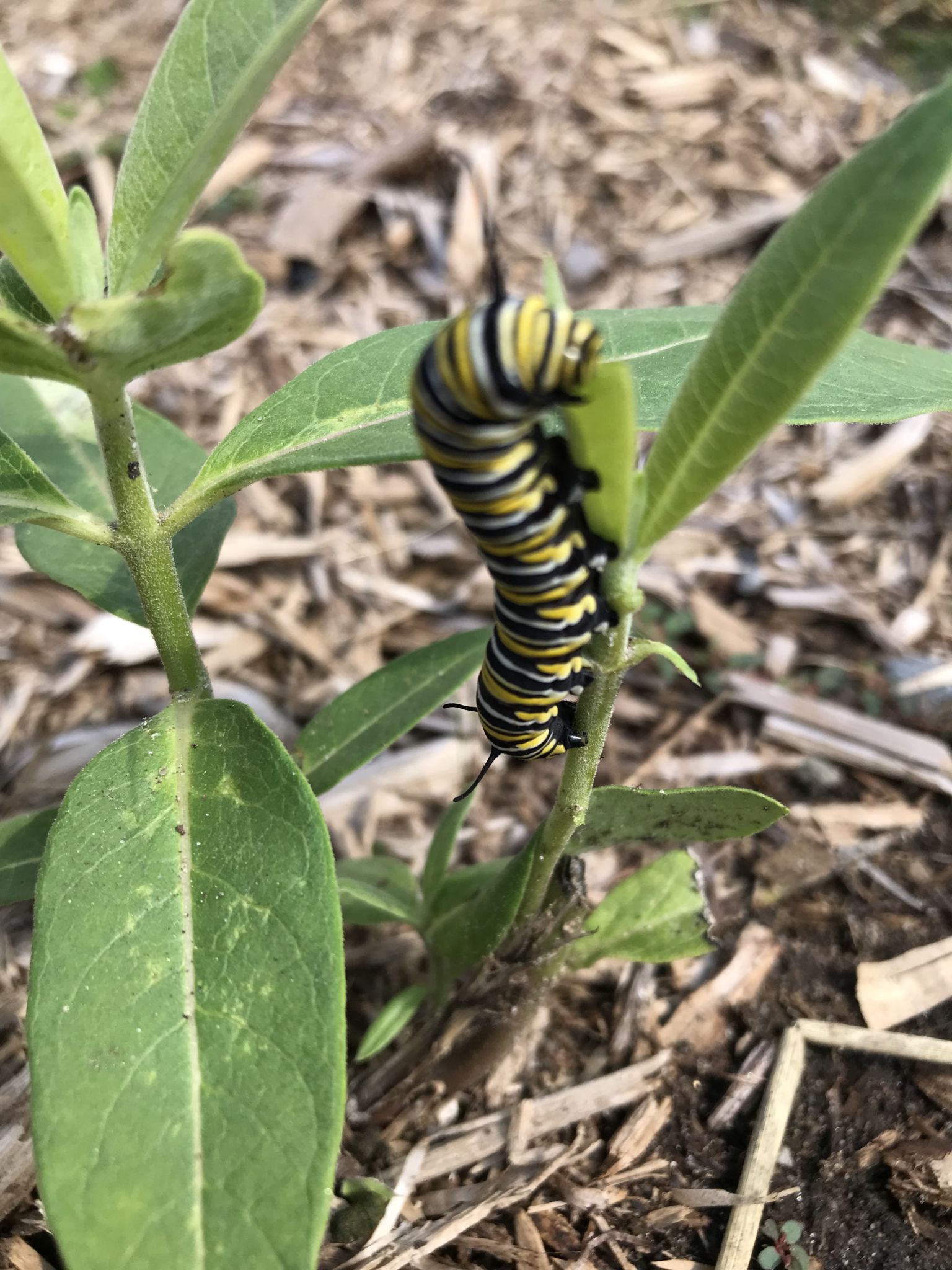 Caterpillar