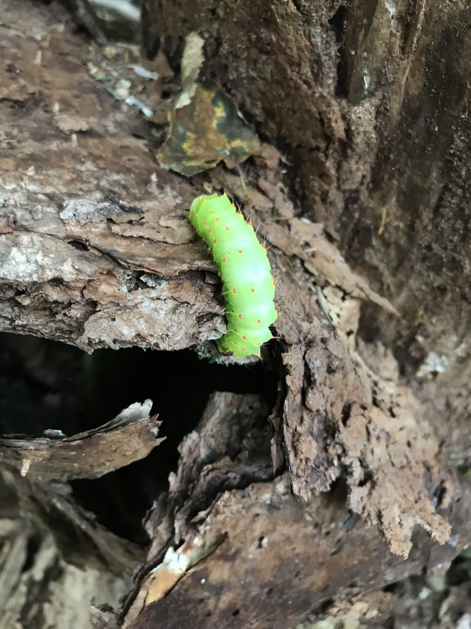 Caterpillar