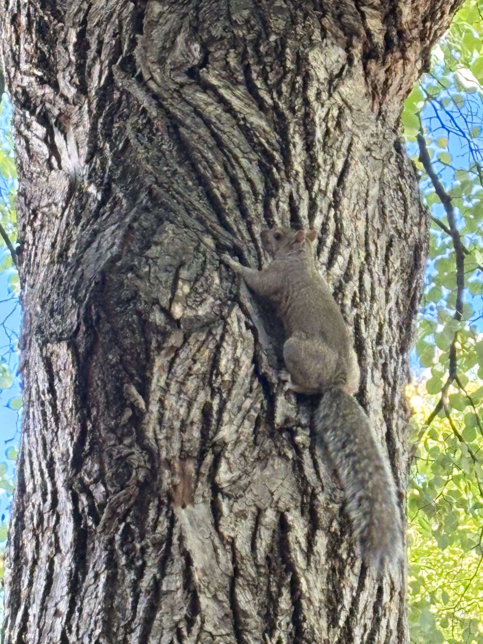 Camouflaged squirrel