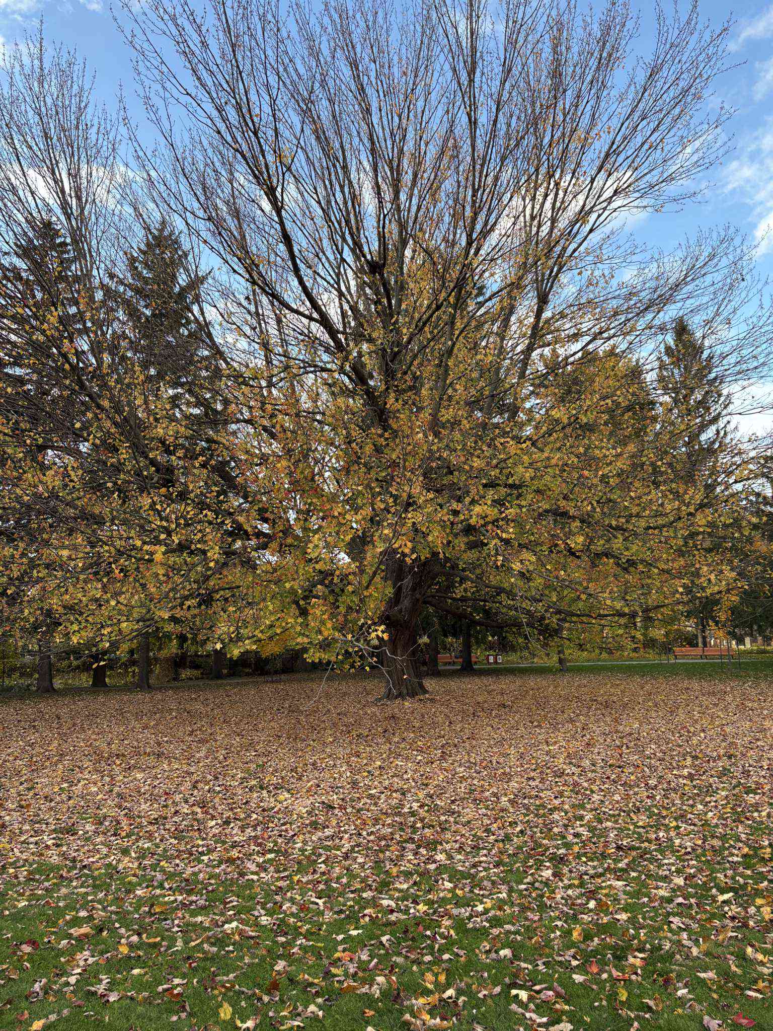 Notre-Dame-des-Neiges Cemetery