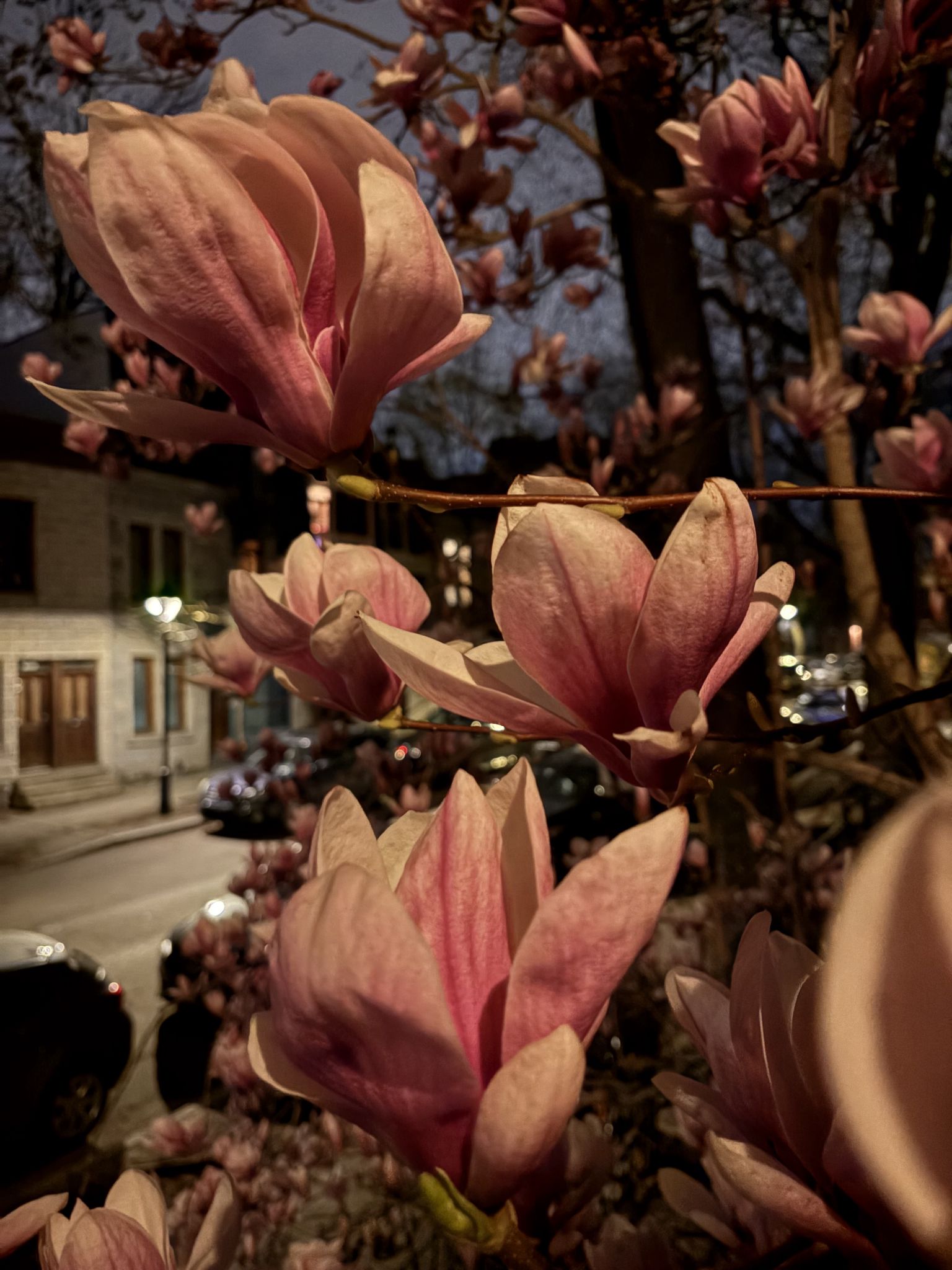 Magnolia - Le Plateau