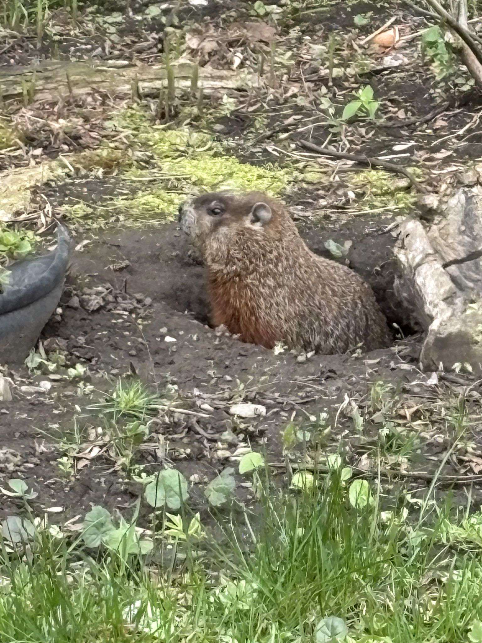 Ground Hog
